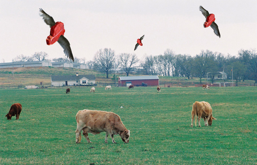 Photoshop Design by dfwsusan for DesignCrowd (Community Contests) | Design #9043769