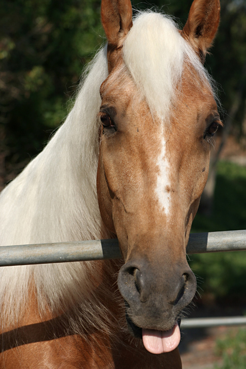 Photography by lilhorseebabee for DesignCrowd (Community Contests) | Design #9043078