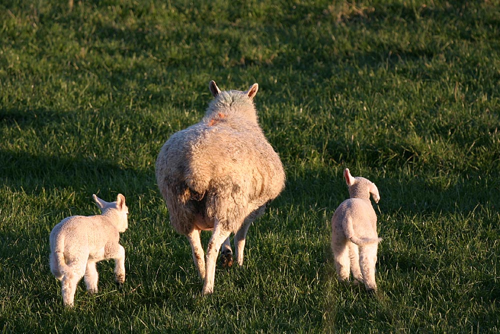 Fotografie von SigloV für DesignCrowd (Community Contests) | Design #9032205