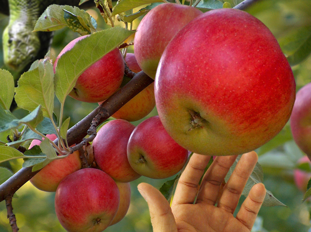 Photoshop-Design von davidberettaowens für DesignCrowd (Community Contests) | Design #9030780