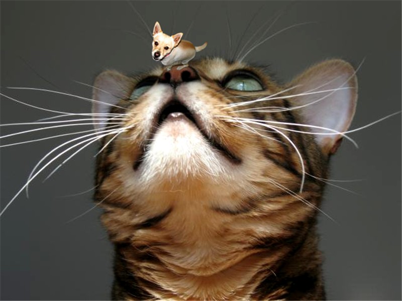 Photoshop Design by quin10 for DesignCrowd (Community Contests) | Design #9030816