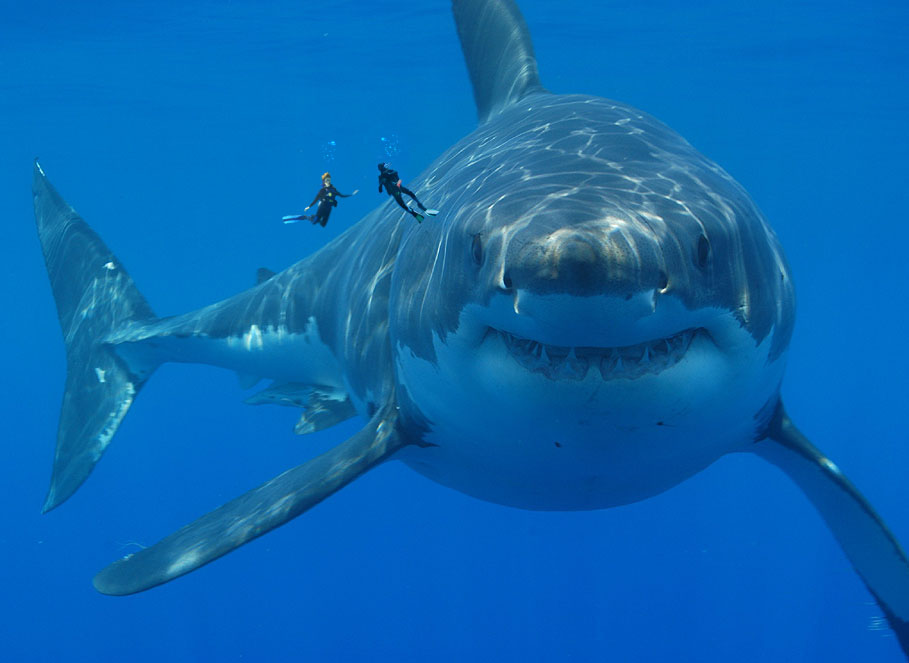 Photoshop Design by my79spirit for DesignCrowd (Community Contests) | Design #9030834