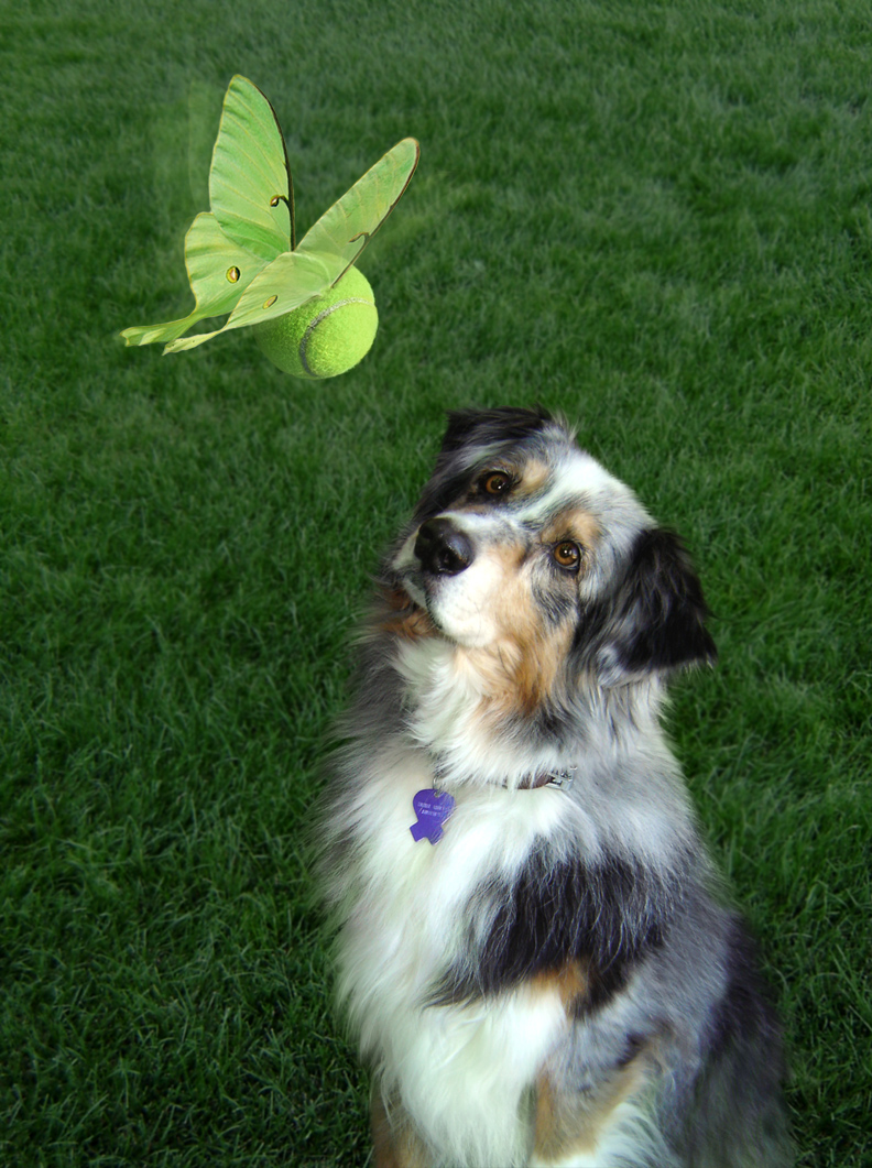 Photoshop Design by batbrat for DesignCrowd (Community Contests) | Design #9043868