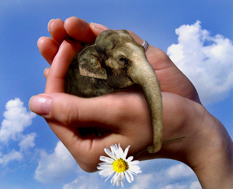Photoshop Design by bananasfritters for DesignCrowd (Community Contests) | Design #9030954