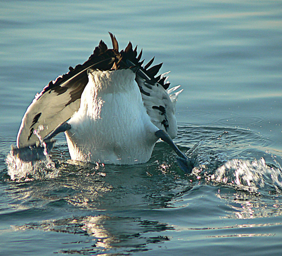 Photographie par gymp93 pour DesignCrowd (Community Contests) | Design #9032239