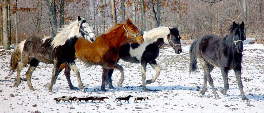 Photoshop-Design von dfwsusan für DesignCrowd (Community Contests) | Design #9030994