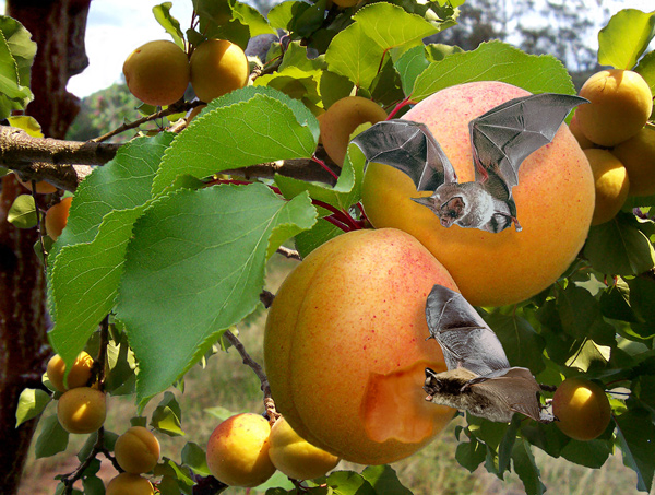 Photoshop Design by EyEars for DesignCrowd (Community Contests) | Design #9031029