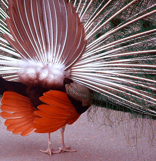 Fotografie von cameon für DesignCrowd (Community Contests) | Design #9032310