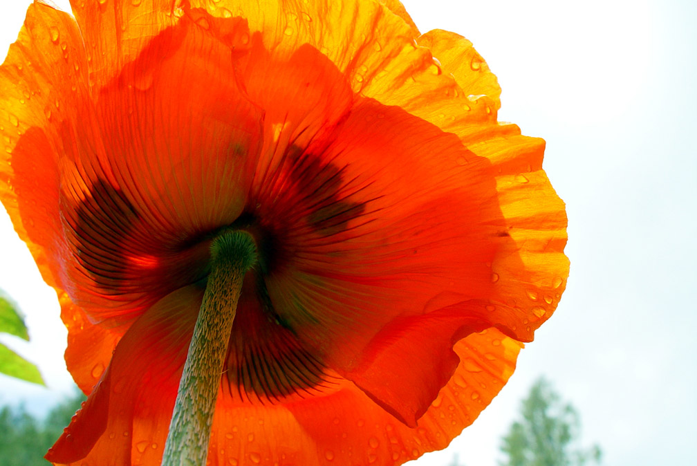 Photography by taranoella for DesignCrowd (Community Contests) | Design #9032373