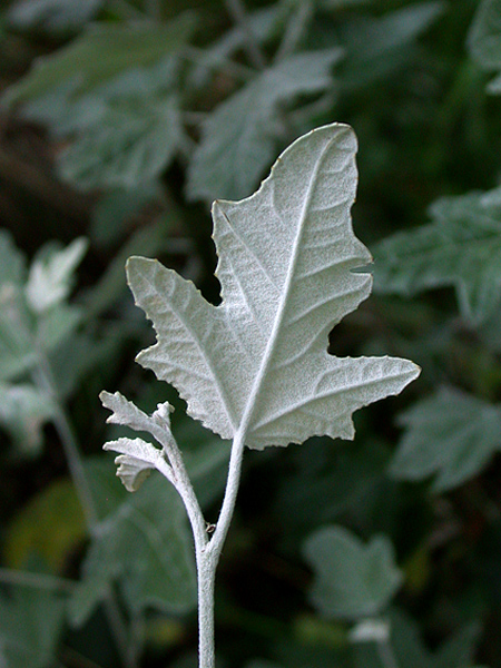 Photography by BBBastet for DesignCrowd (Community Contests) | Design #9032301