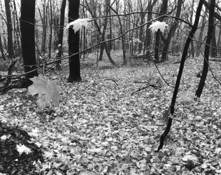 Fotografía por dragonwolf125 para DesignCrowd (Community Contests) | Diseño #9034233