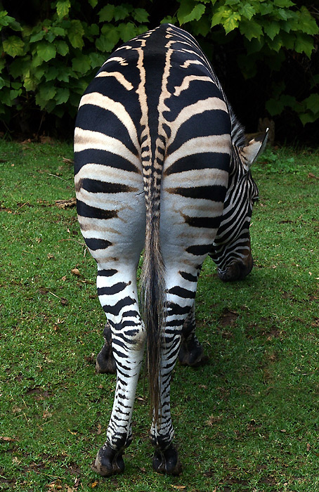 Photography by AussieBluey for DesignCrowd (Community Contests) | Design #9032304