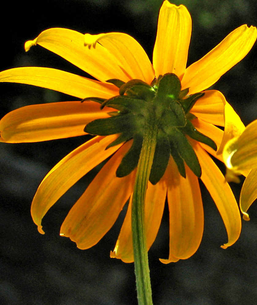 Photographie par Ritu26 pour DesignCrowd (Community Contests) | Design #9032365