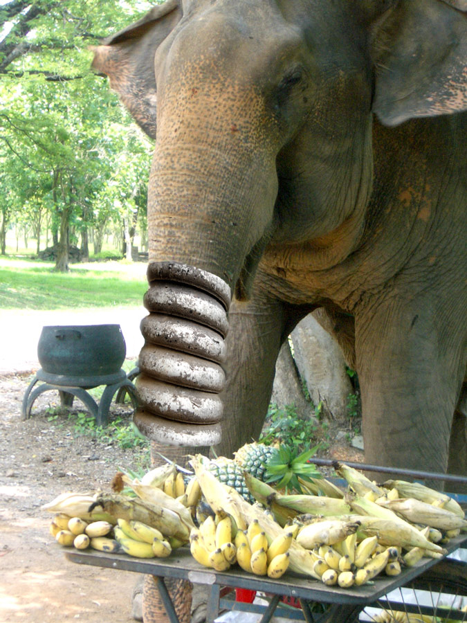 Photoshop-Design von dfwsusan für DesignCrowd (Community Contests) | Design #9046279