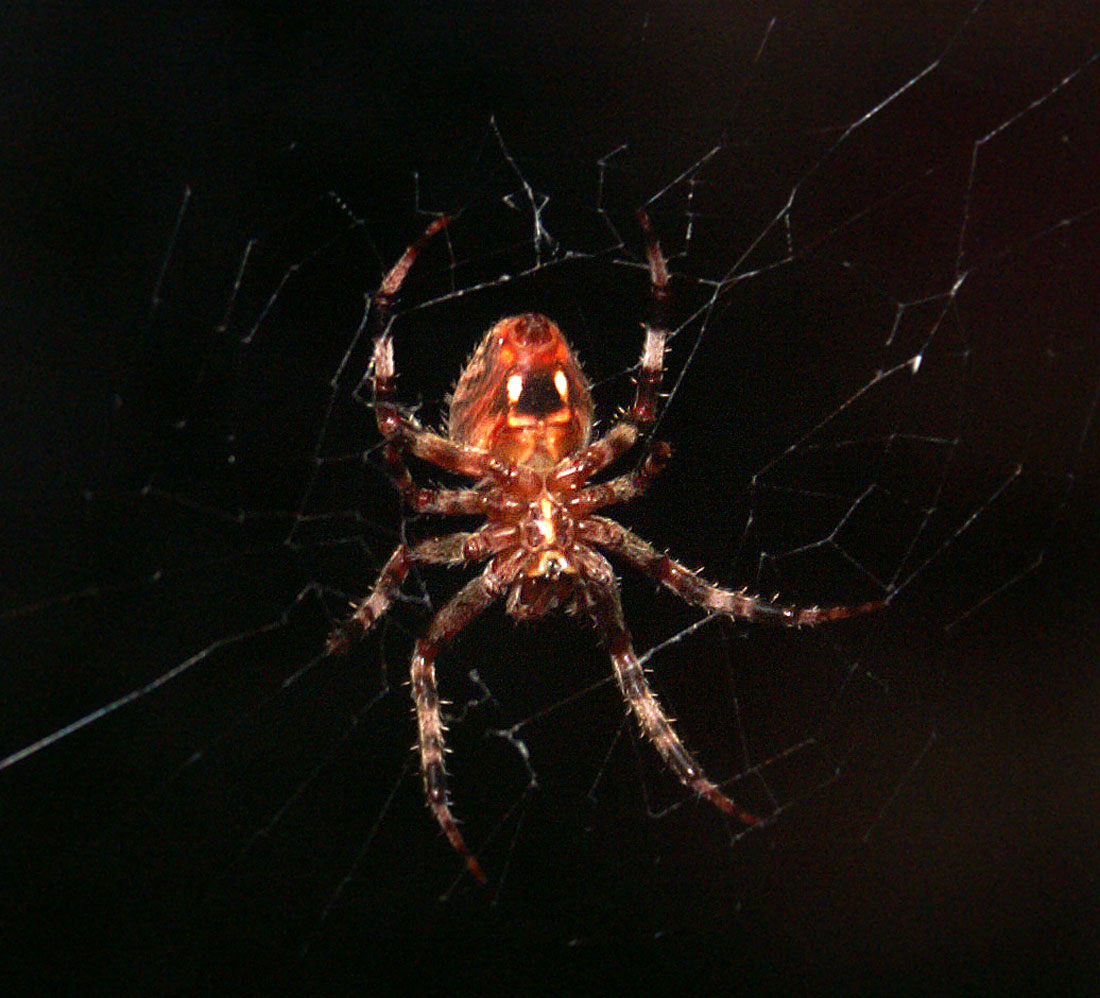 Photography by DebCam for DesignCrowd (Community Contests) | Design #9032367