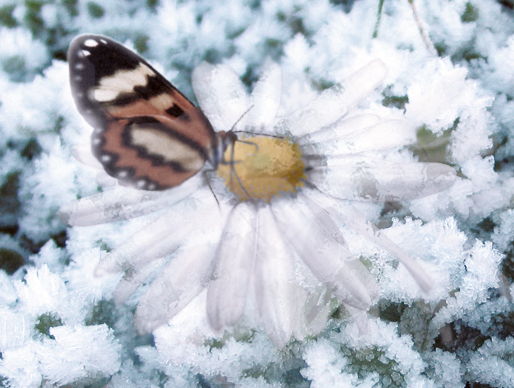 Photoshop Design by tarpan11 for DesignCrowd (Community Contests) | Design #9045970