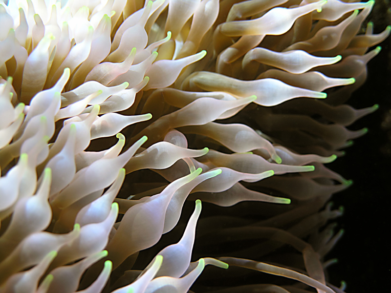 Fotografía por octopulse para DesignCrowd (Community Contests) | Diseño #9045668