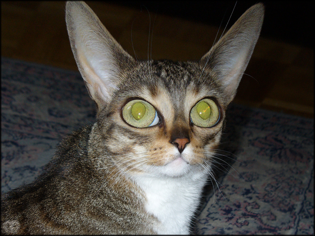 Design Photoshop par mtymieniecki pour DesignCrowd (Community Contests) | Design #9031743