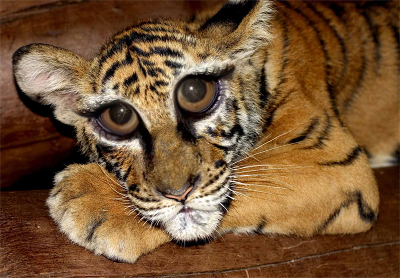 Diseño de Photoshop por marygoodwater para DesignCrowd (Community Contests) | Diseño #9031803