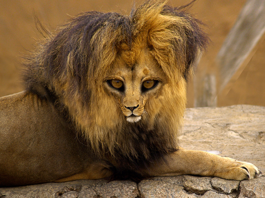 Photoshop Design by Penywise for DesignCrowd (Community Contests) | Design #9031821