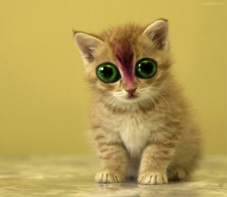 Photoshop Design by Reizvolle for DesignCrowd (Community Contests) | Design #9032052