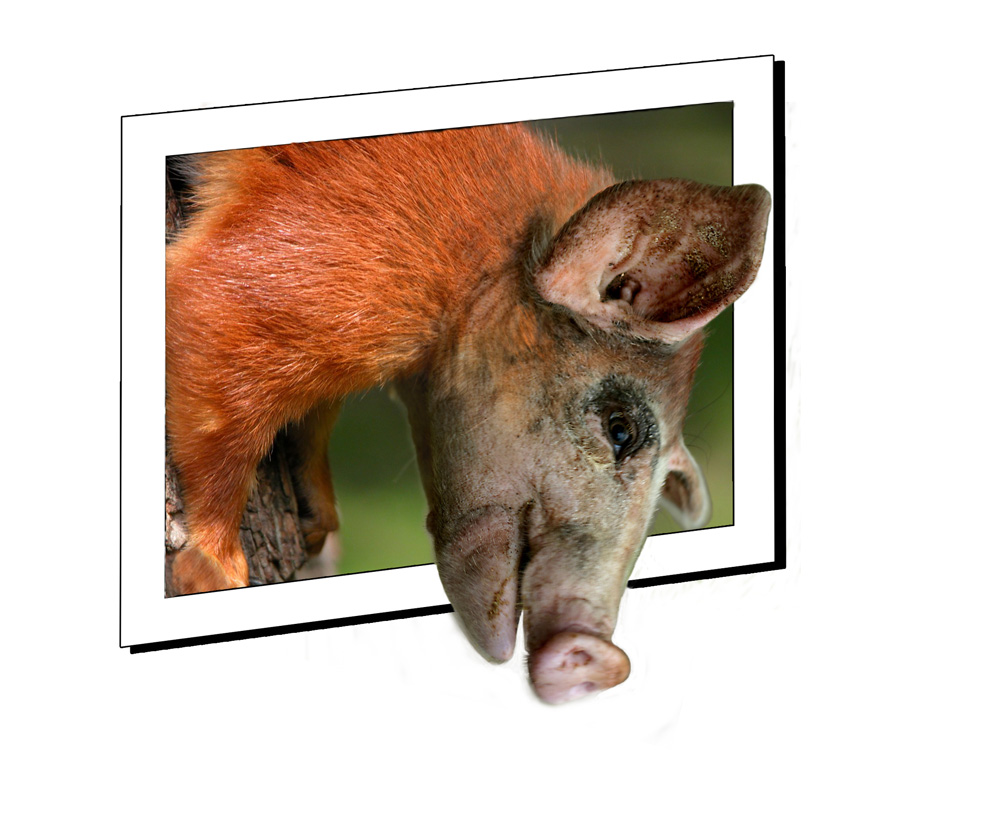 Photoshop Design by Boomerdog for DesignCrowd (Community Contests) | Design #9041574