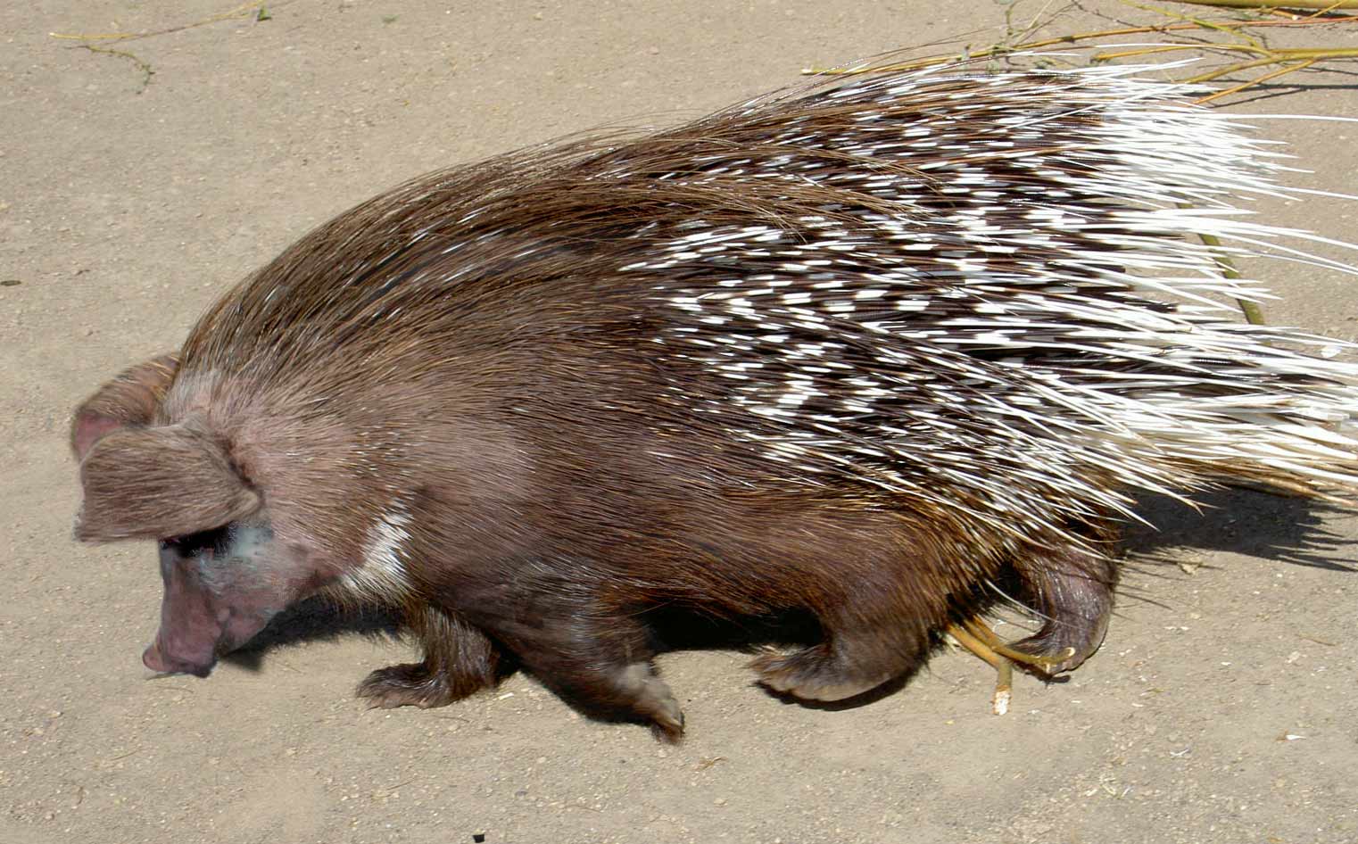 Diseño de Photoshop por TheAmberRoom para DesignCrowd (Community Contests) | Diseño #9041559