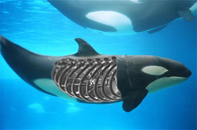 Design Photoshop par vaserdelriego pour DesignCrowd (Community Contests) | Design #9040080