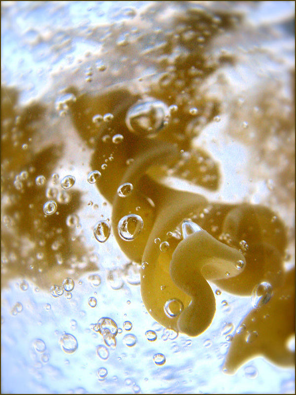 Photography by nowheregirl for DesignCrowd (Community Contests) | Design #9045380