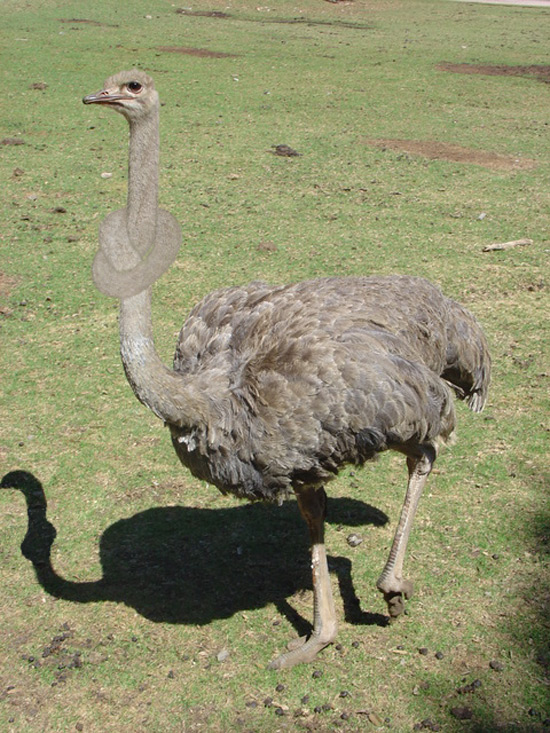 Photoshop Design by rickyticky22 for DesignCrowd (Community Contests) | Design #9041720