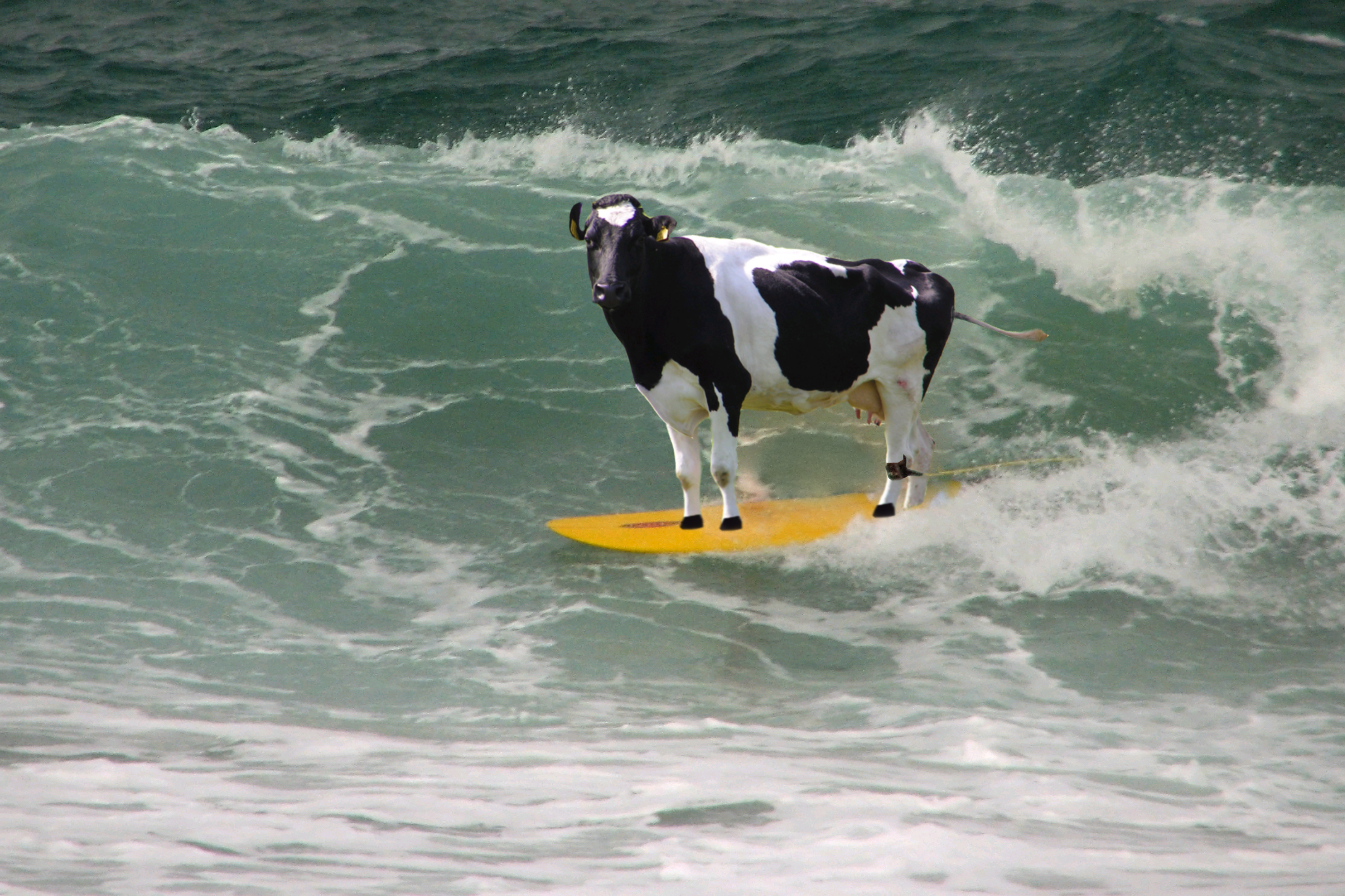 Photoshop Design by Cuquito for DesignCrowd (Community Contests) | Design #9041585