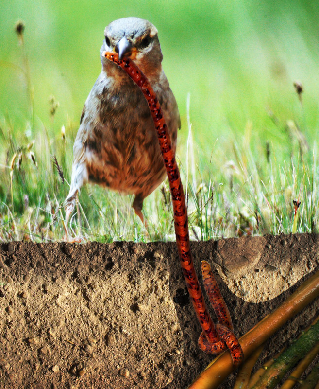 Photoshop-Design von npjohnson für DesignCrowd (Community Contests) | Design #9041917