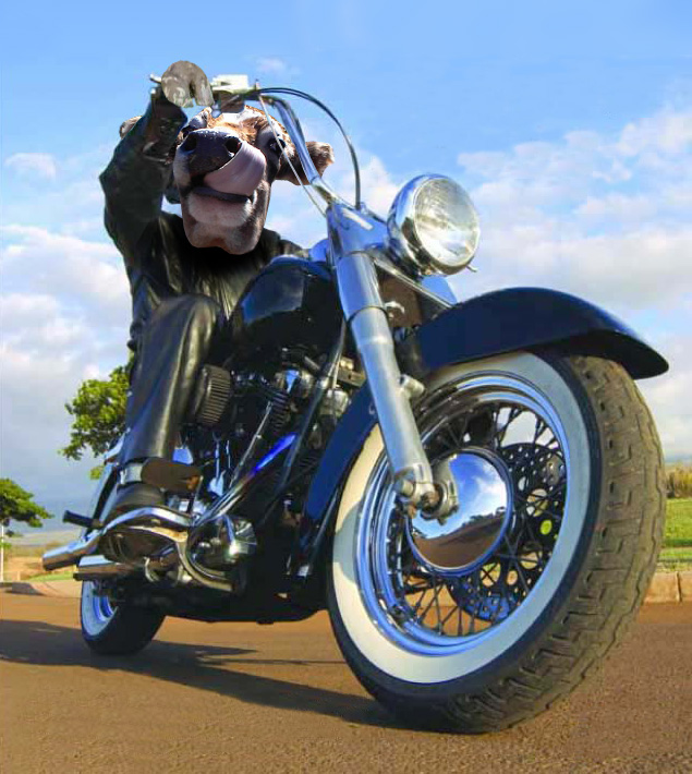 Photoshop Design by johnybb for DesignCrowd (Community Contests) | Design #9041650