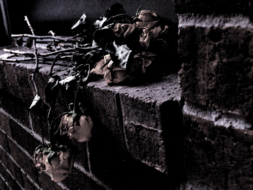 Photography by crazyforrhcp for DesignCrowd (Community Contests) | Design #9040244