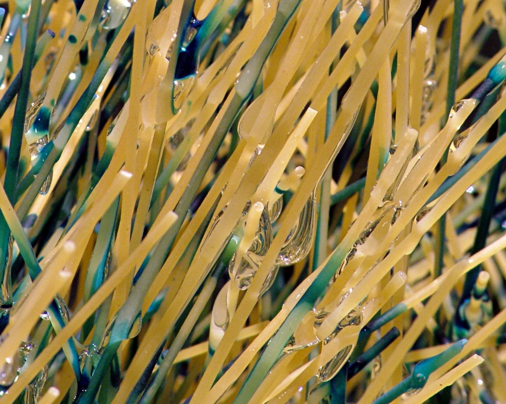 Photography by tincanblower for DesignCrowd (Community Contests) | Design #9045393