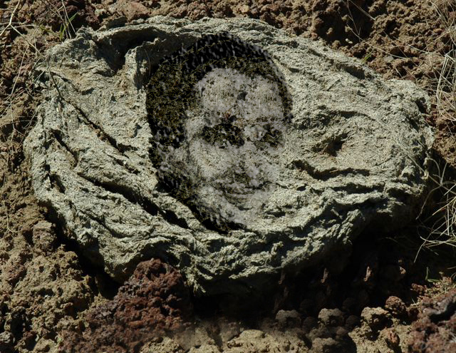 Photoshop-Design von katmgck für DesignCrowd (Community Contests) | Design #9044059