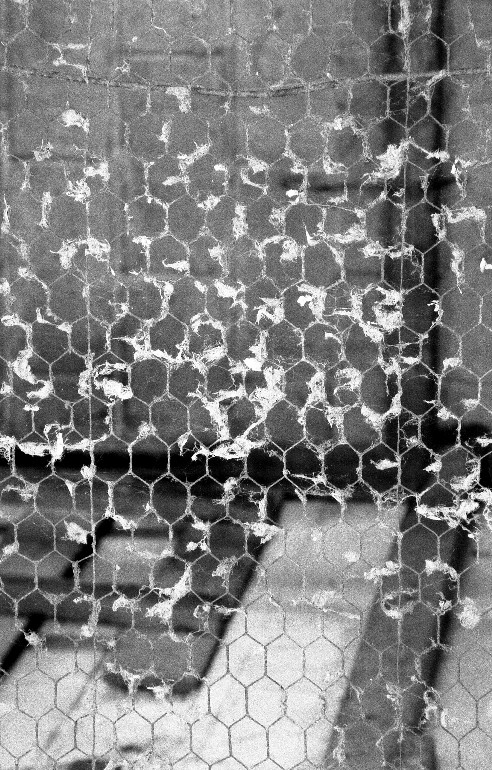 Fotografía por dragonwolf125 para DesignCrowd (Community Contests) | Diseño #9040476