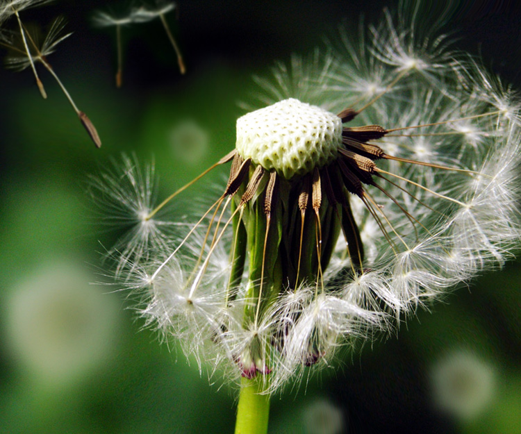 Photoshop Design by bananasfritters for DesignCrowd (Community Contests) | Design #9042475