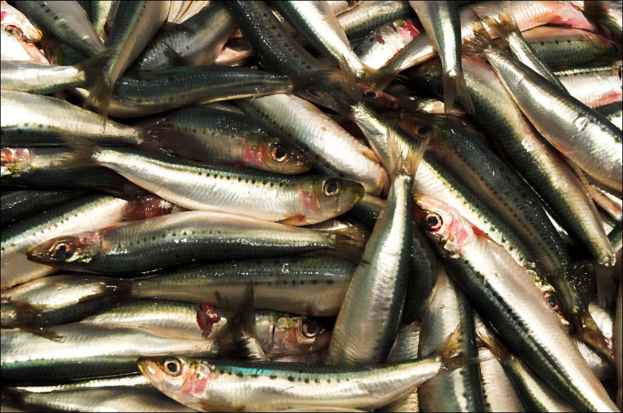 Fotografía por kimbomac para DesignCrowd (Community Contests) | Diseño #9042845