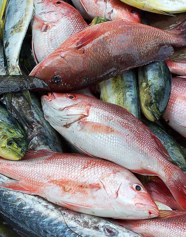 Photography by Fishcat for DesignCrowd (Community Contests) | Design #9042840