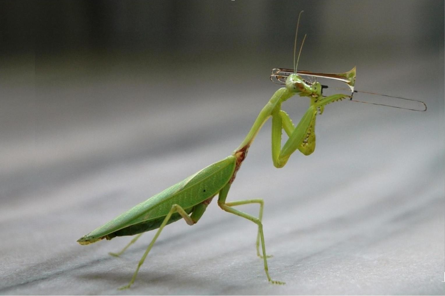 Diseño de Photoshop por TheGreatFart para DesignCrowd (Community Contests) | Diseño #9040063