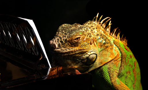 Photoshop-Design von helenavk für DesignCrowd (Community Contests) | Design #9040422