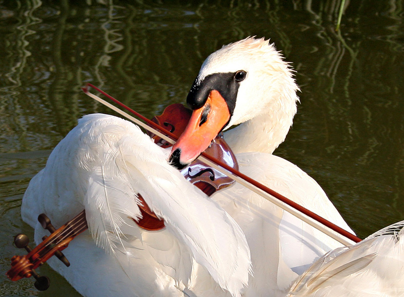 Photoshop Design by pmpinilis for DesignCrowd (Community Contests) | Design #9040303