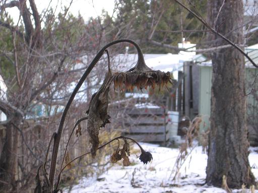 Fotografía por MissMea para DesignCrowd (Community Contests) | Diseño #9040191