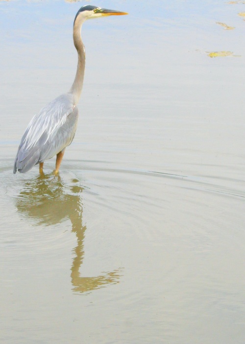 Photography by wendynicole for DesignCrowd (Community Contests) | Design #9041715