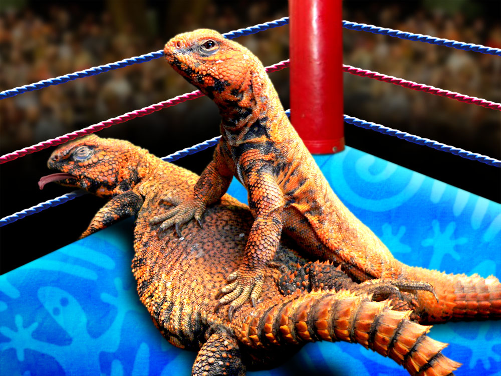 Photoshop Design by davidberettaowens for DesignCrowd (Community Contests) | Design #9037891