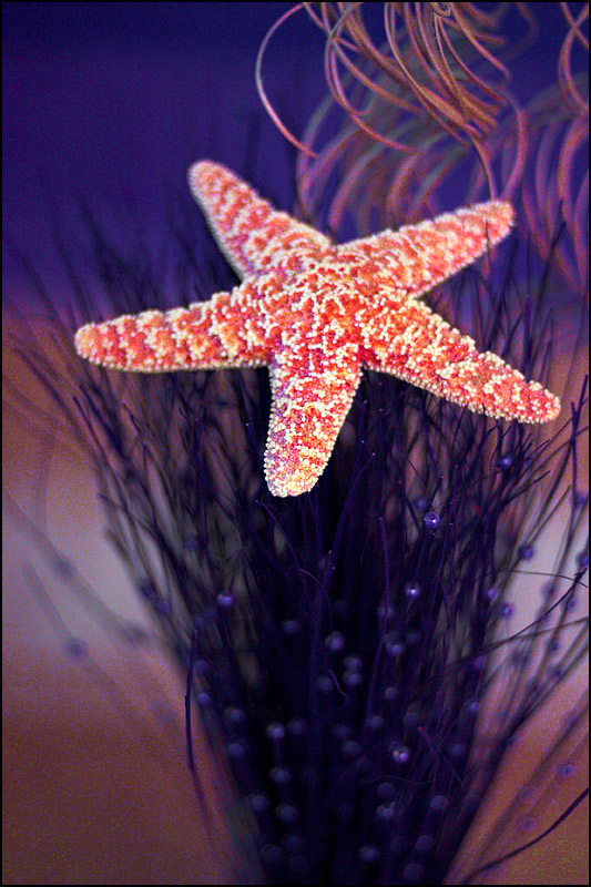 Fotografie von SigloV für DesignCrowd (Community Contests) | Design #9028409