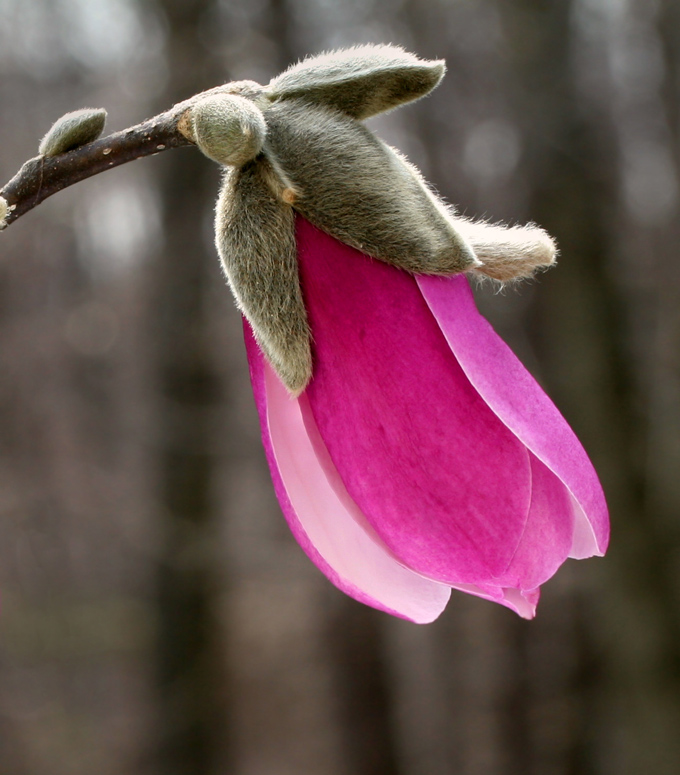 Fotografie von lilmart für DesignCrowd (Community Contests) | Design #9028411