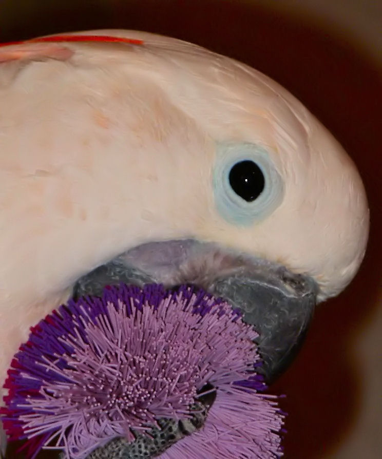 Photography by alwaysbeencreative for DesignCrowd (Community Contests) | Design #9028447