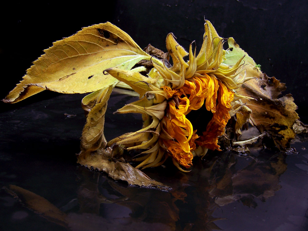 Photography by DutchPuh for DesignCrowd (Community Contests) | Design #9040247